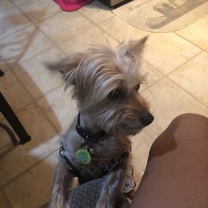 Meet your Posher, Alisa